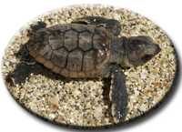 Turtles